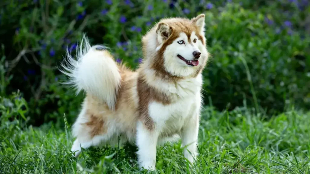 Ejemplar de raza pomsky 1 Ejemplar de raza pomsky 1