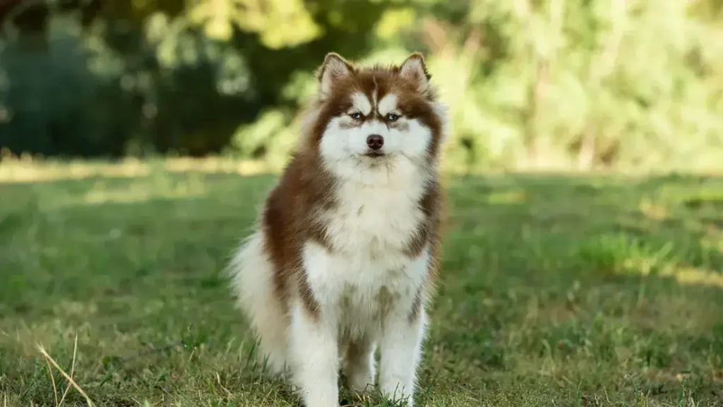 Ejemplar de raza pomsky 2 Ejemplar de raza pomsky 2