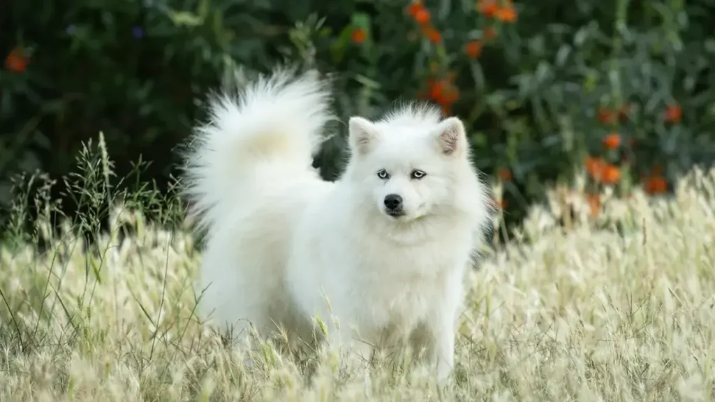 Pomsky con pelaje medio - Variedad esponjosa típica de la raza Pomsky hembra TEYA con pelaje medio o esponjoso - Tipo de manto más común