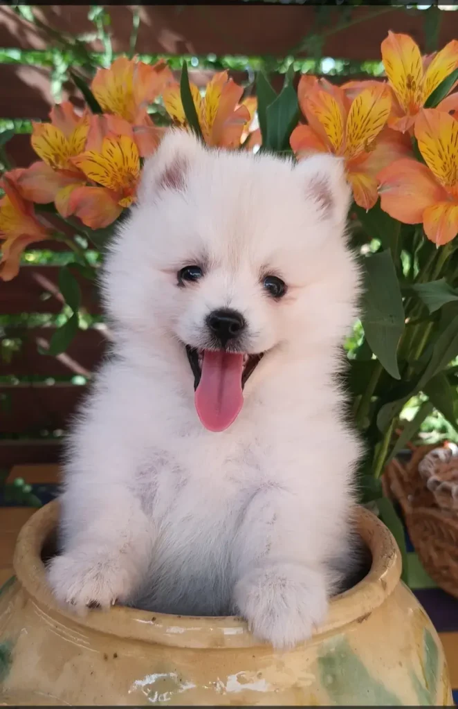 pomsky mini toy perro pomsky dog