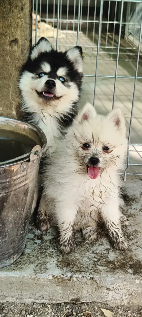 Temperamento y carácter del Pomsky - Perro sociable, juguetón e inteligente Pomsky mostrando expresión facial alegre y atenta - Reflejo de su temperamento sociable e inteligente
