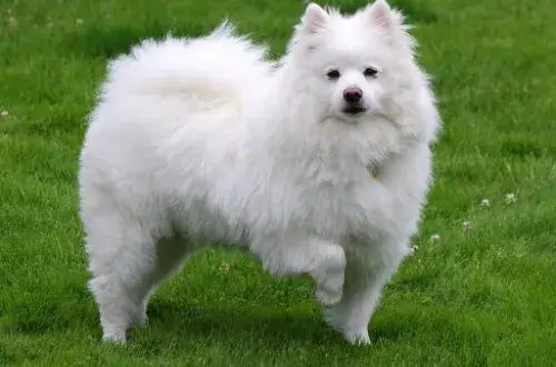 La Raza Pomsky: Todo lo que Necesitas Saber 2 American Eskimo Dog de color blanco - Tercera raza utilizada en los cruces trirraciales de Pomsky F2X