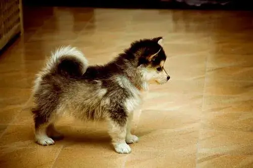 La Raza Pomsky: Todo lo que Necesitas Saber 1 Perro Lapphund finlandés Tequila fotografiado por Tommie Ohlson - Imagen que impulsó el interés por la raza Pomsky