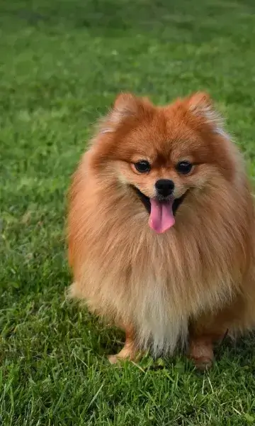 Pomerania - Raza progenitora que contribuye al tamaño compacto del Pomsky Pomerania adulto de color naranja - Raza parental que aporta el tamaño reducido al Pomsky