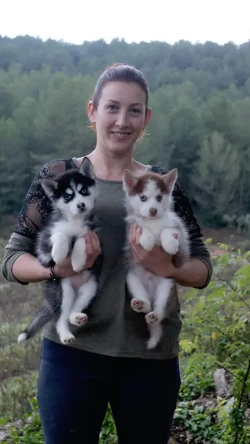 criadora con dos pomskies bicolor criadora con dos pomskies