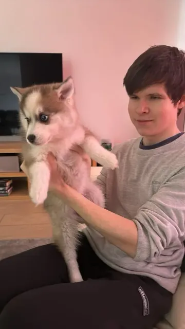 Pomsky 22 Niño feliz con su nuevo perro Pomsky