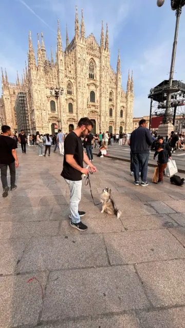 Pomsky 19 Cliente satisfecho paseando su cachorro Pomsky