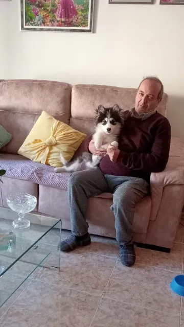 Pomsky 23 Cliente satisfecho con su cachorro de Pomsky