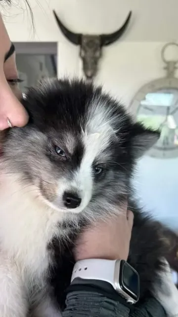 Pomsky 20 Adopción de cachorro Pomsky en Barcelona