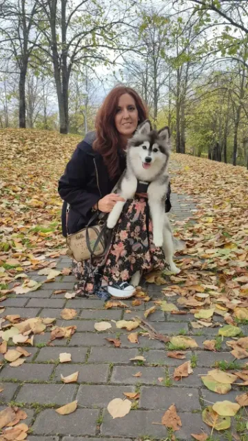Pomsky 16 Adopción exitosa de perro Pomsky en España