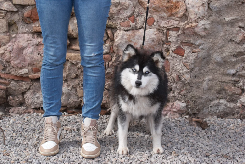 Pomsky tamaño Estándar - Variedad más grande de la raza Pomsky Pomsky de tamaño Estándar adulto - Entre 9-12kg de peso y 38-45cm de altura