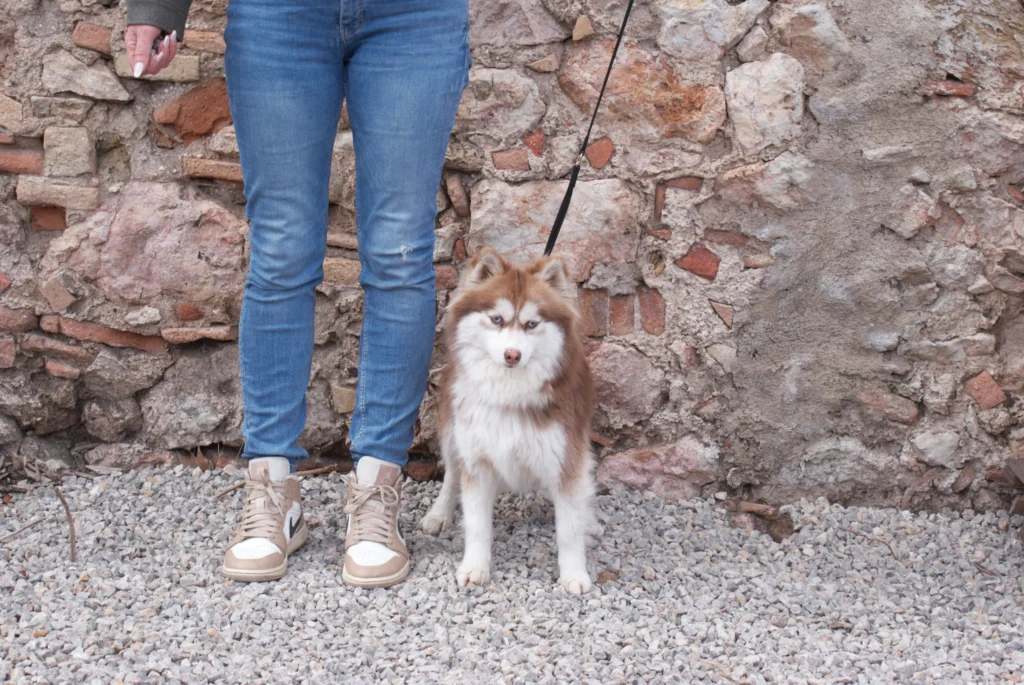 Pomsky variedad Mini - Tamaño intermedio ideal para apartamentos Pomsky Mini adulto - Variedad de tamaño medio entre 5-9kg de peso y 25-38cm de altura