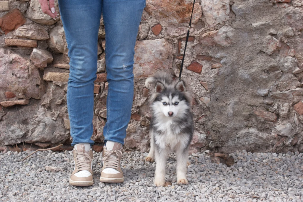 Pomsky Toy - La variedad más pequeña y compacta de la raza Pomsky Toy adulto - Variedad más pequeña entre 2-5kg de peso y 20-28cm de altura