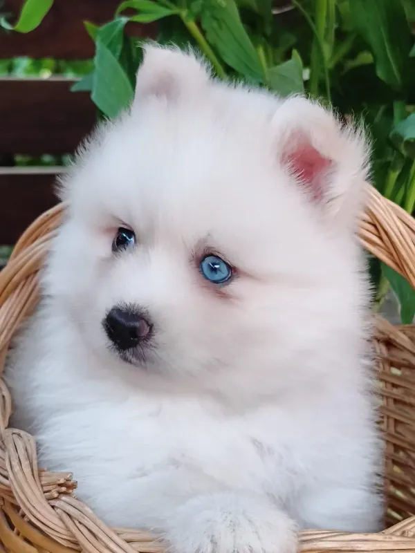 Pomsky 3 Cachorro Pomsky blanco puro con ojos azules