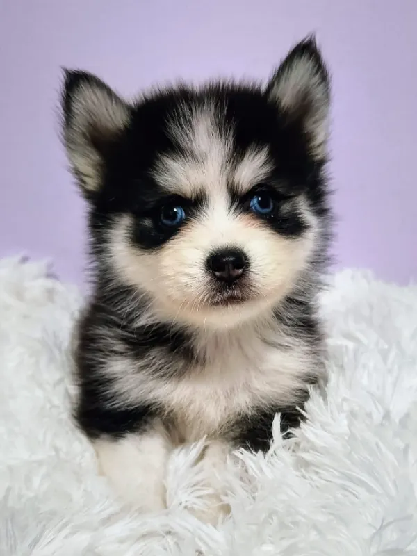 Pomsky 5 Cachorro Pomsky con ojos azules