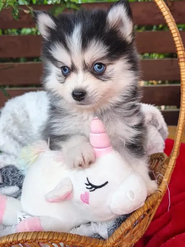 Pomsky 4 Pomsky de raza pura con ojos azules