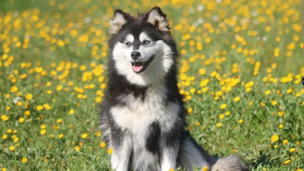 Ejemplar de raza pomsky 4 Ejemplar de raza pomsky 4