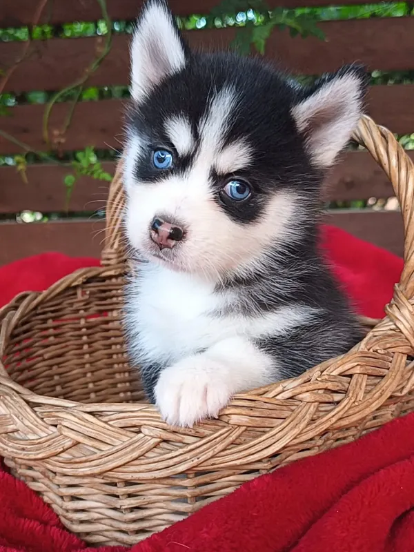 Pomsky 6 Perro Pomsky con máscara característica