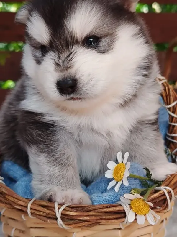 Pomsky 7 Pomsky tamaño mini