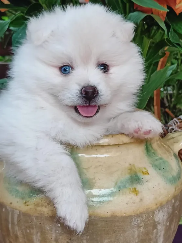 Pomsky 1 Cachorro Pomsky de raza pura con ojos azules