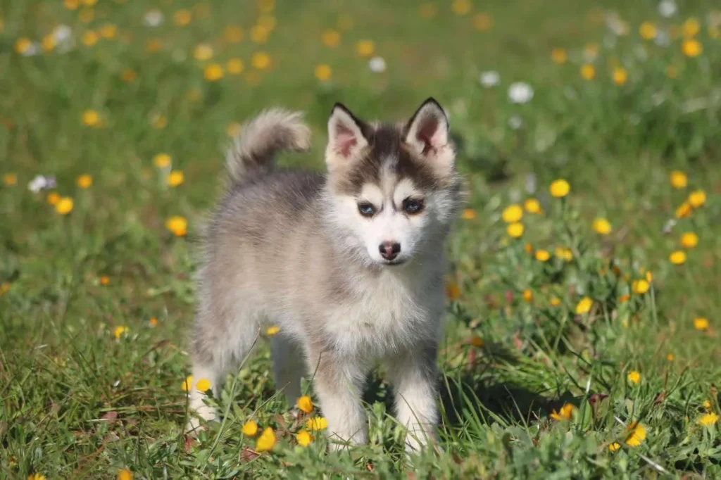 cachorro de pomsky en venta