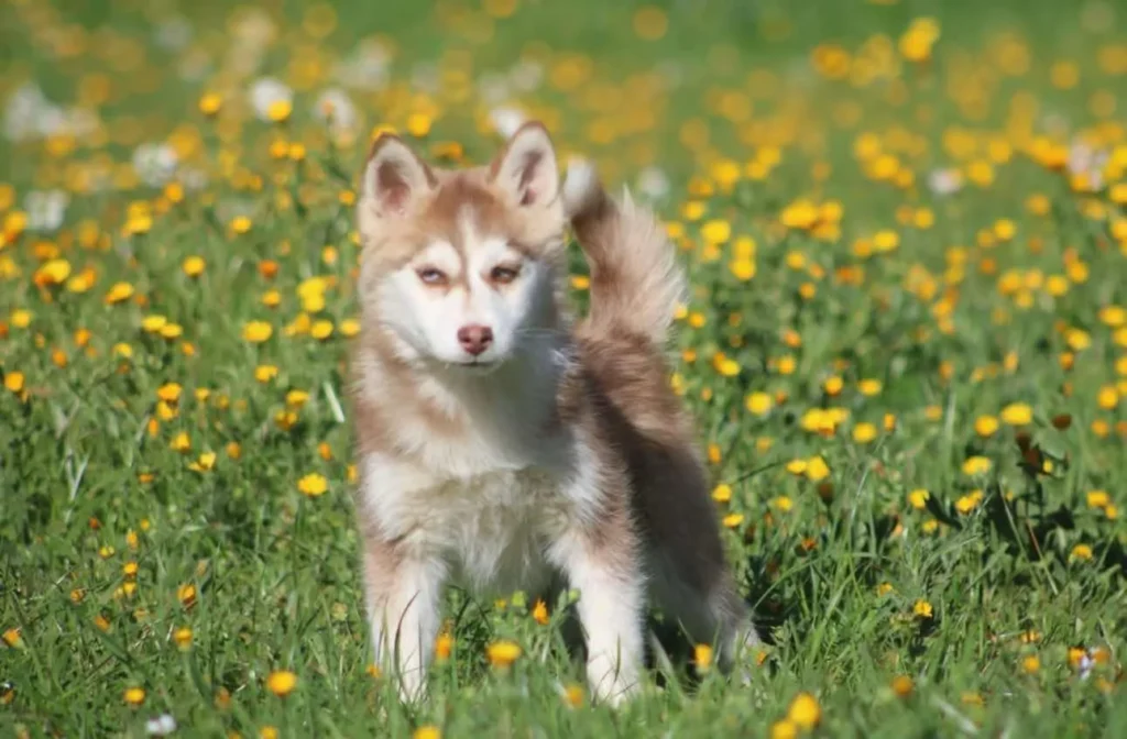 cachorra pomsky hembra rojo y blanco - comprar pomsky 2025