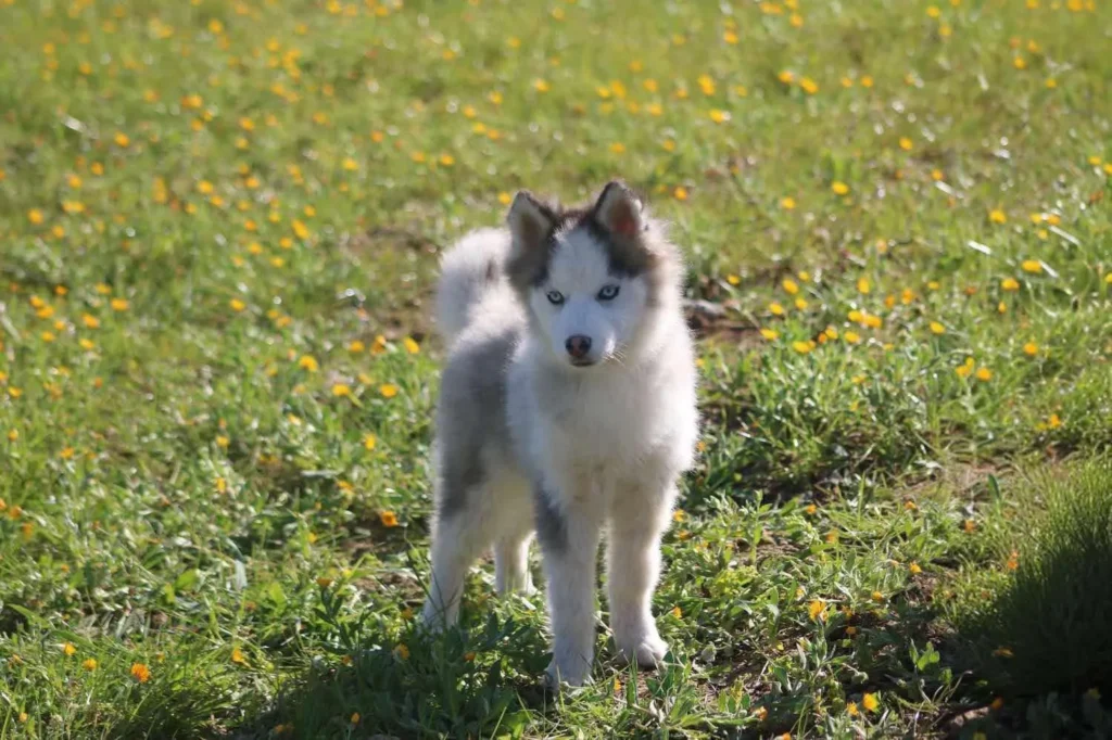 cachorro pomsky de cal rey en venta