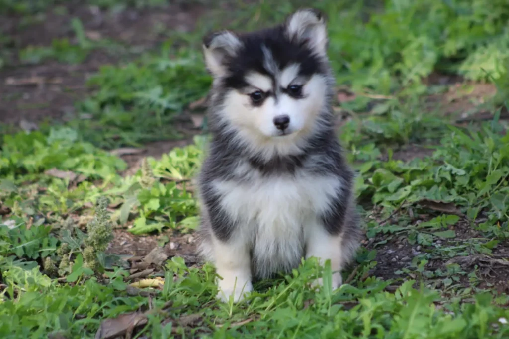fotografía de un cachorro de pomsky precioso, blanco y negro