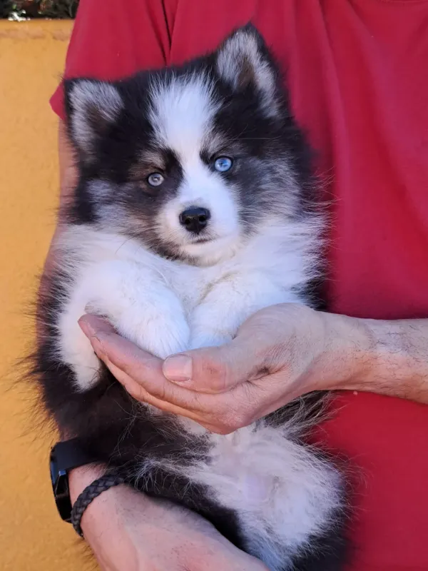 Pomsky 2 Cachorro Pomsky de pelaje gris y blanco con ojos azules